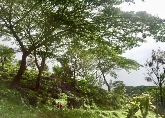 A shady forest walk near the estate