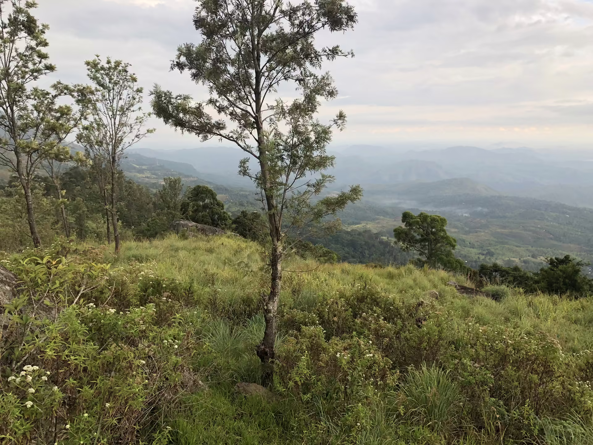 Grassy hilltop dotted with pine trees above a wide valley on a bright morning