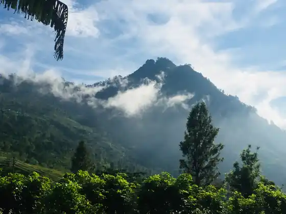 Clouds drifting around a forested peak above the tea