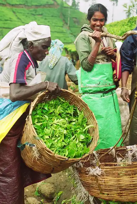 Estate tea pluckers with a wicker basket full of freshly picked green tea leaves