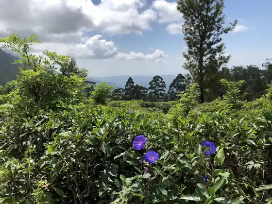 Tea bushes and purple morning glory with blue hills in the distance
