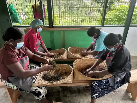 The estate's tea makers hand-rolling tea leaves in wicker baskets
