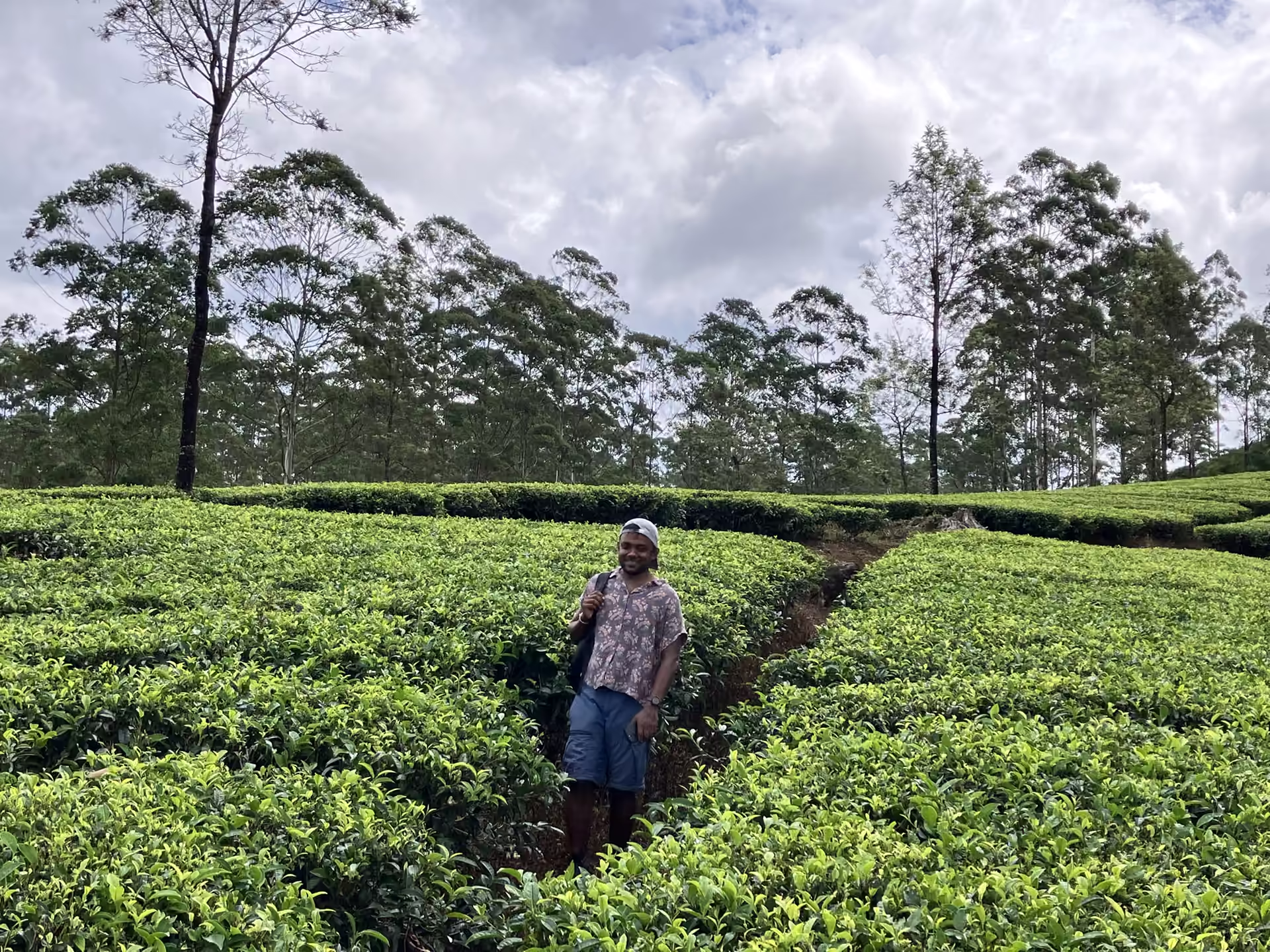 A tea plucker standing among the tea bushes on Haldummulla Estate
