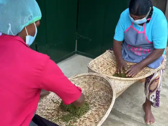 Tea makers sorting freshly withered leaves in wide wicker trays in the factory